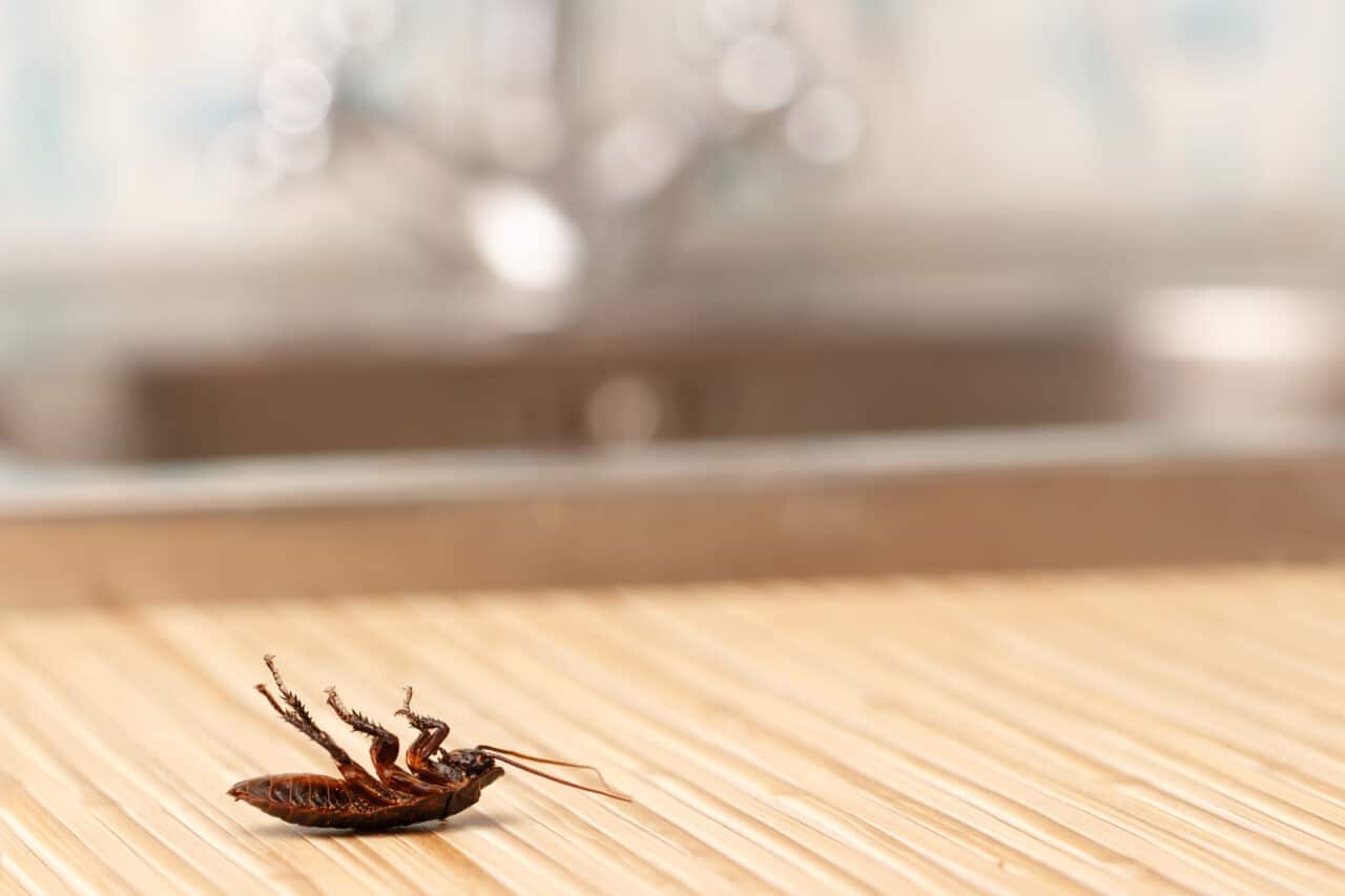 Roaches In Apartment The Brinton Firm   IStock 516188962 1280x853 